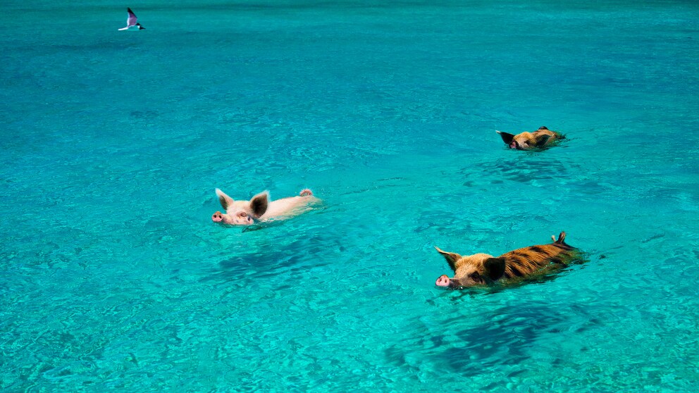 Swimming pigs in the Bahamas