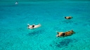 Swimming pigs in the Bahamas