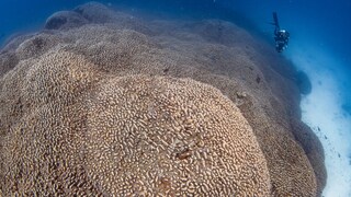 Researchers have made a very special discovery off the Solomon Islands: the largest coral in the world