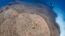 Researchers have made a very special discovery off the Solomon Islands: the largest coral in the world