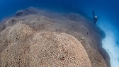 Researchers have made a very special discovery off the Solomon Islands: the largest coral in the world