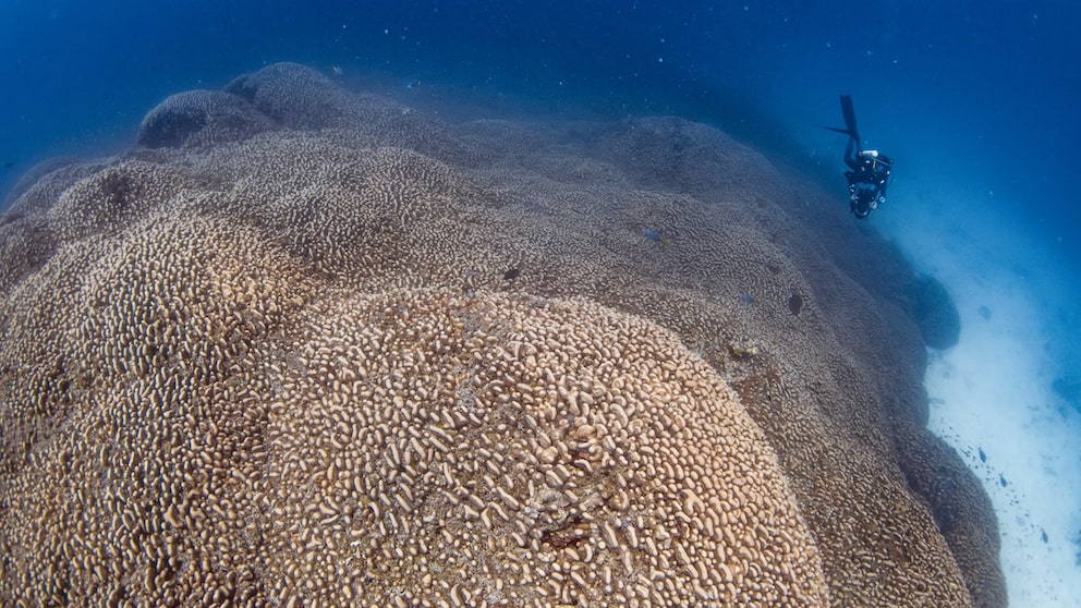 Researchers have made a very special discovery off the Solomon Islands: the largest coral in the world