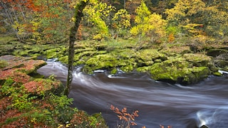 Its beauty is deceptive: The Bolton Strid is often referred to as the most dangerous stretch of river in the world
