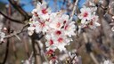 Almond blossom