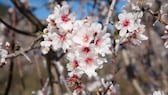 Almond blossom