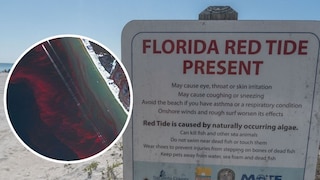 Red tide, Florida