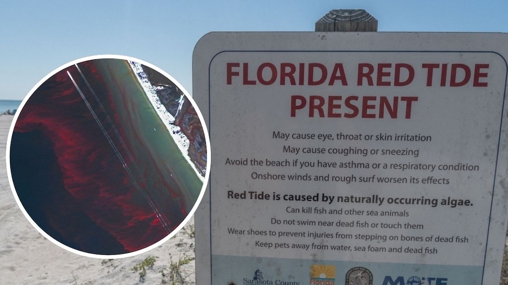 Red tide, Florida