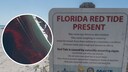 Red tide, Florida