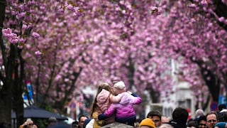 Bonner Heerstraße is the photo motif par excellence for cherry blossom in Germany