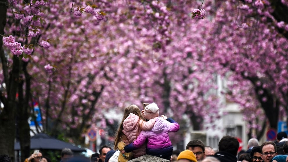 Bonner Heerstraße is the photo motif par excellence for cherry blossom in Germany