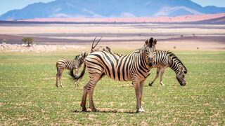 Namibia vaccinations
