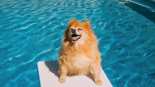 Dog by the Pool
