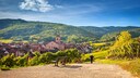 Riquewihr is located in Alsace, just 30 kilometers from the Rhine River.