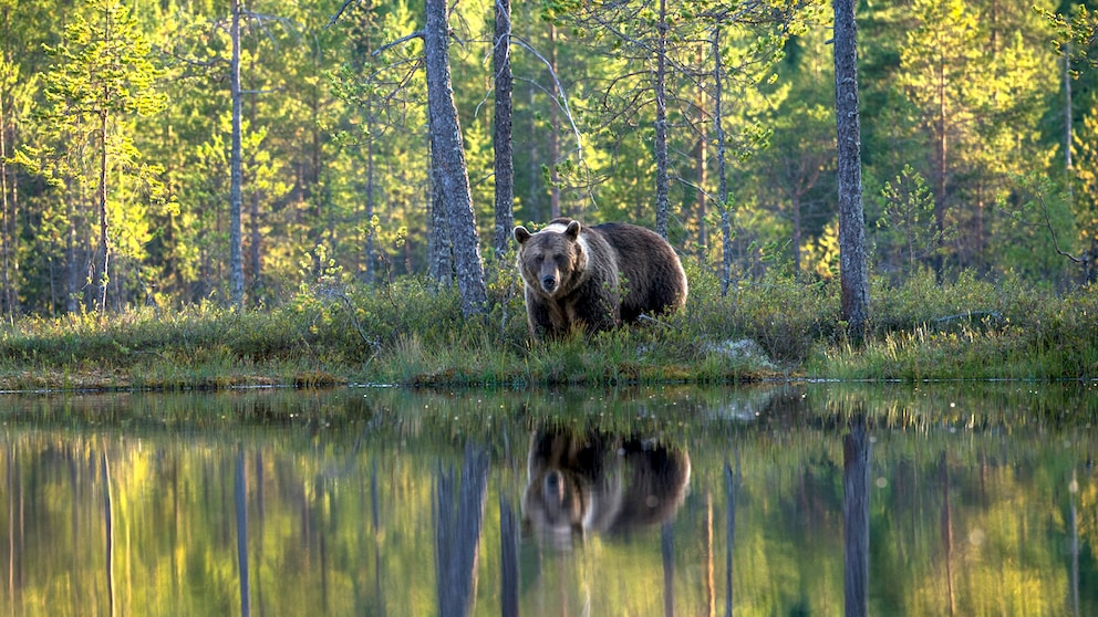 Encounter With a Bear