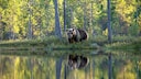 Encounter With a Bear