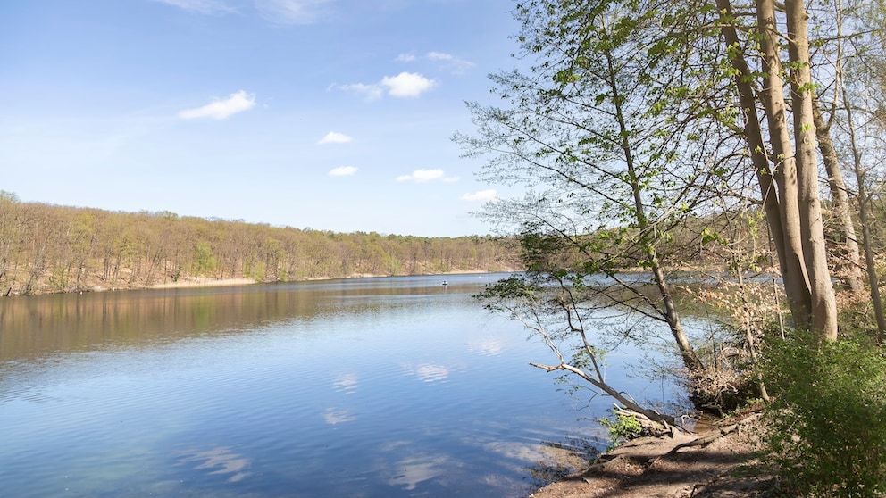 How to Identify Blue-Green Algae in Lakes