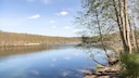 How to Identify Blue-Green Algae in Lakes