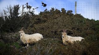 Bournemouth Goats