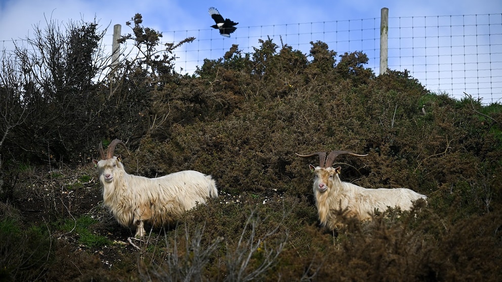Bournemouth Goats