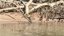 Crocodile in the Daintree River