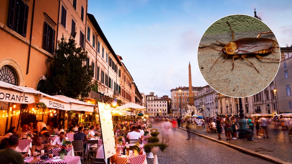Cockroach Infestation in Italy