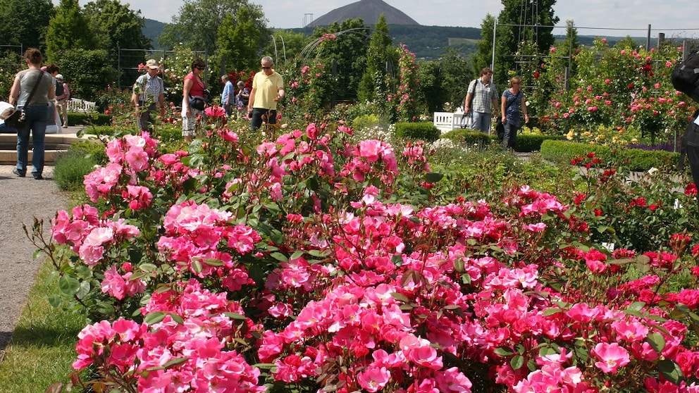 Rosarium Sangerhausen