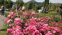 Rosarium Sangerhausen