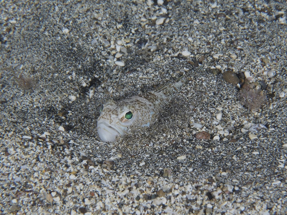 Petermännchen (a mythical creature from German folklore)