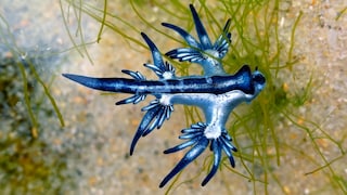 Blue Dragon Spotted on Mallorca