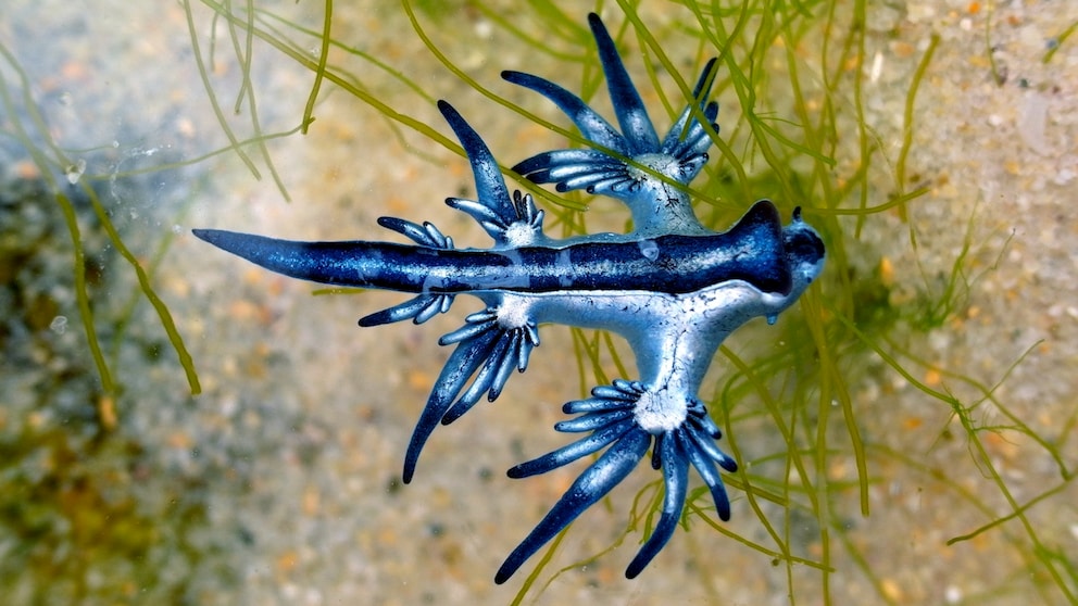 Blue Dragon Spotted on Mallorca