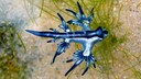 Blue Dragon Spotted on Mallorca