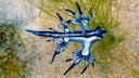 Blue Dragon Spotted on Mallorca