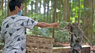 Employee Feeds Macaques in Sangeh Monkey Forest
