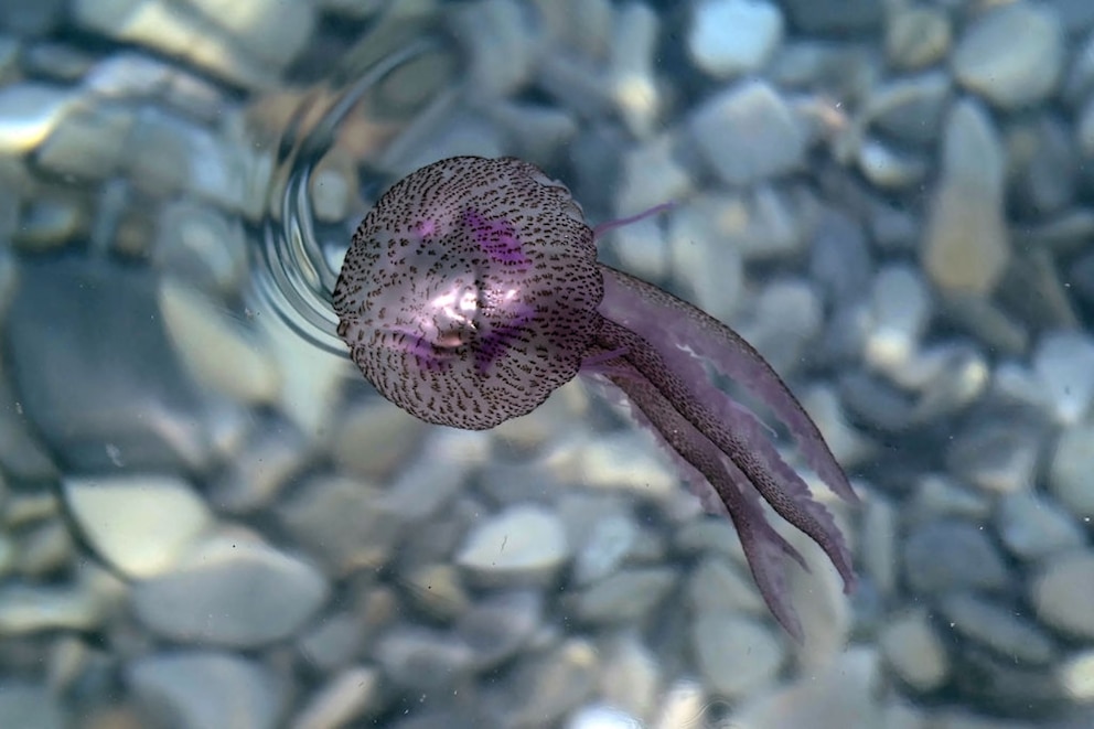 Bioluminescent Jellyfish