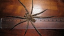 most venomous spiders