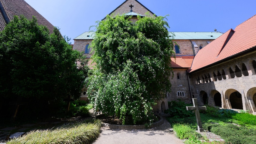 Hildesheim Rose Stock
