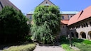 Hildesheim Rose Stock