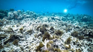 According to the latest findings from researchers, the Great Barrier Reef is currently experiencing coral bleaching of historic proportions.