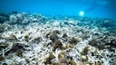 According to the latest findings from researchers, the Great Barrier Reef is currently experiencing coral bleaching of historic proportions.