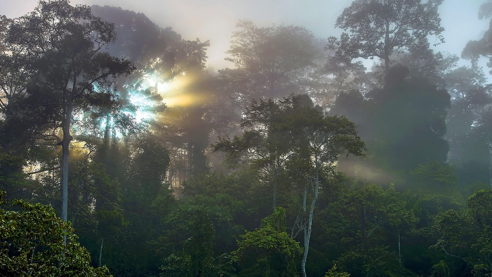 Sunrise Over the Tabin Wildlife Reserve in Borneo
