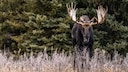 They Are Europe's Largest Mammals – How to Act if You Encounter a Moose While Hiking