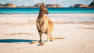 Who doesn't dream of a trip to the other side of the world? However, there are a few things you should avoid.
