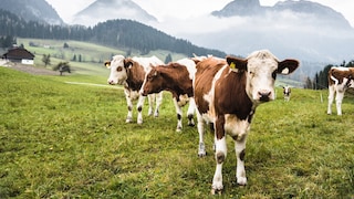 Cows in the pasture may seem cute, but it's important to be mindful of certain behaviors.