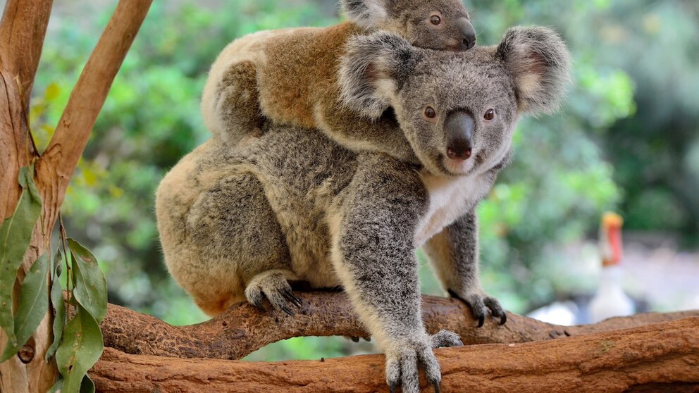 The Great Koala National Park in New South Wales is intended to provide protection for koalas, which are threatened with extinction.