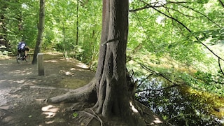 Pinkelbaum in Frankfurt City Forest