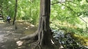 Pinkelbaum in Frankfurt City Forest