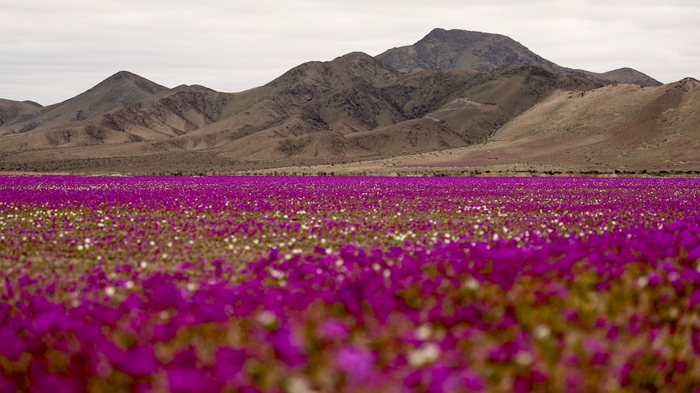 The Atacama Desert in Chile Blooms–A Rare and Special Sight