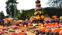 Pumpkin Farms and Festivals