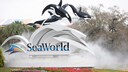 Dolphin Shows