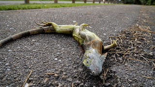 Florida Iguanas